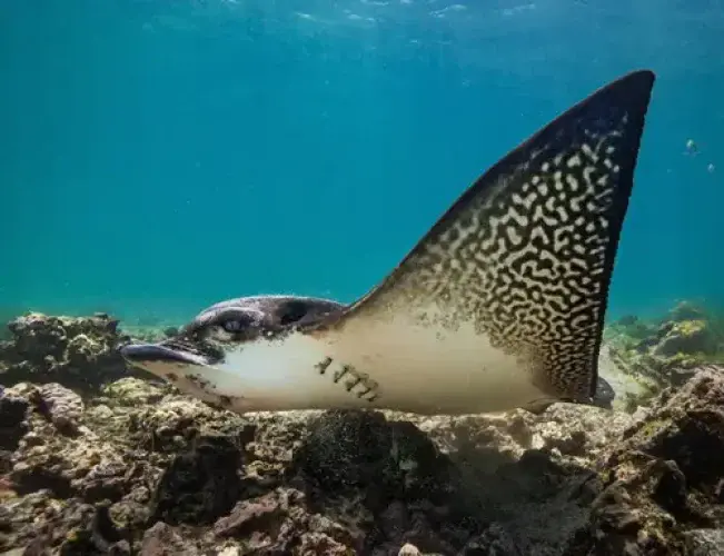 eagle-ray-zanzibar